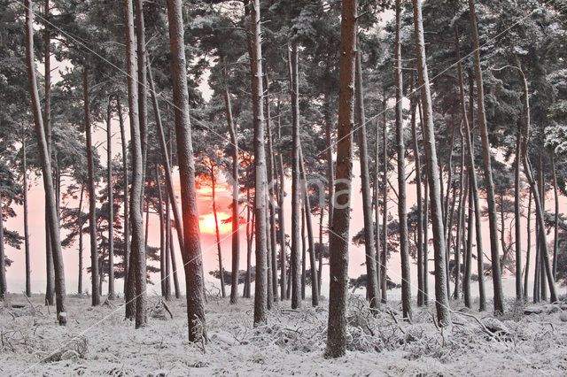 Scots Pine (Pinus sylvestris)