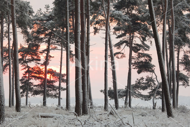 Grove den (Pinus sylvestris)