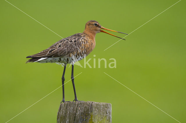 Grutto (Limosa limosa)