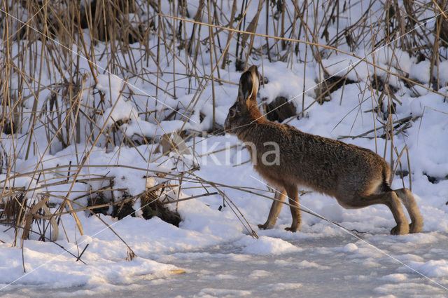 Haas (Lepus europaeus)