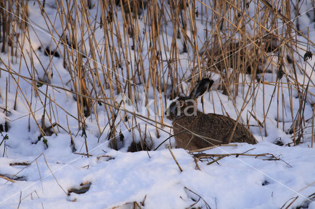 Haas (Lepus europaeus)