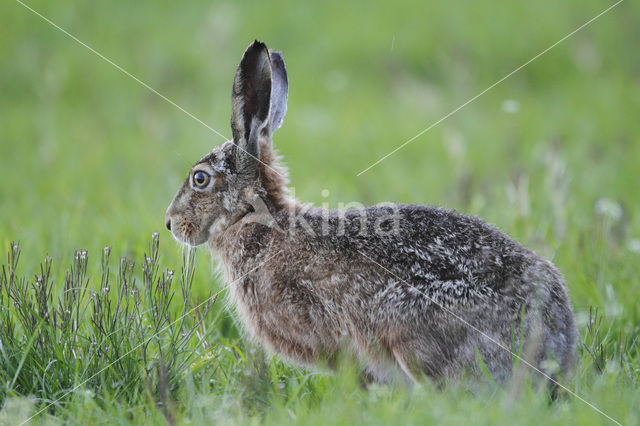 Haas (Lepus europaeus)