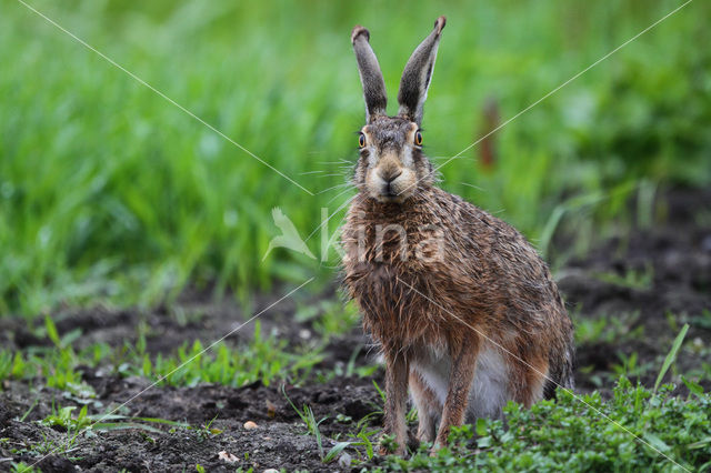 Haas (Lepus europaeus)