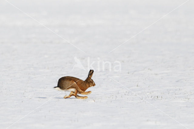 Haas (Lepus europaeus)