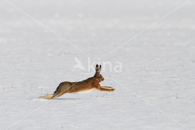 Haas (Lepus europaeus)