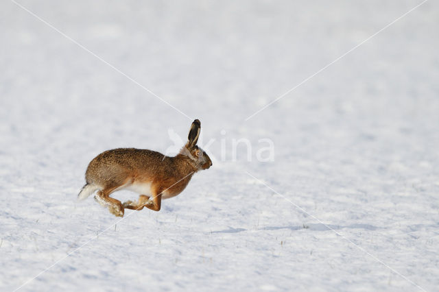 Haas (Lepus europaeus)