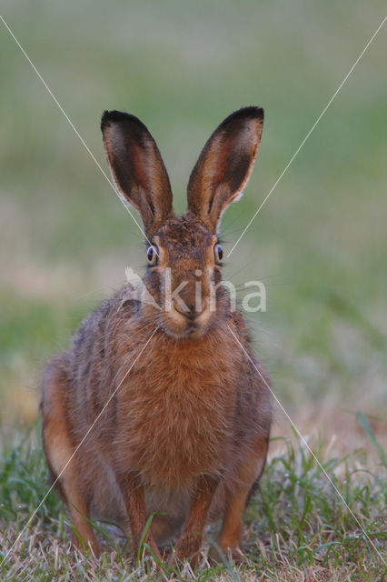 Haas (Lepus europaeus)