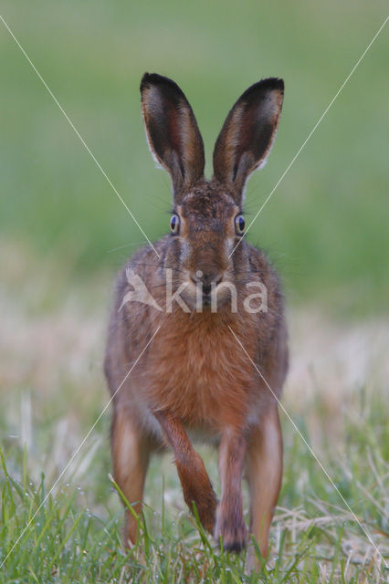 Haas (Lepus europaeus)