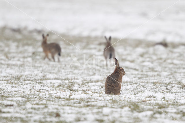 Haas (Lepus europaeus)