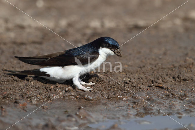 Huiszwaluw (Delichon urbicum)