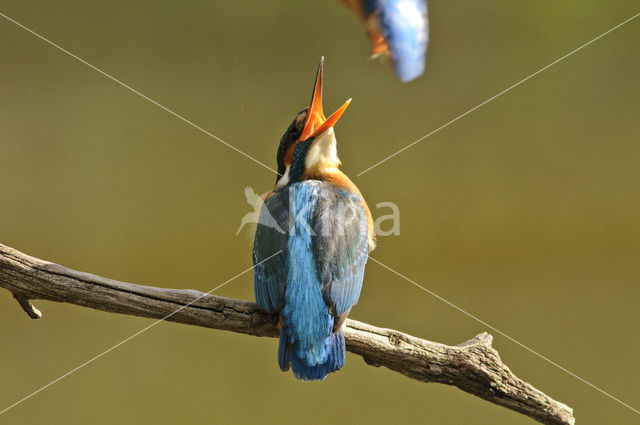 IJsvogel (Alcedo atthis)