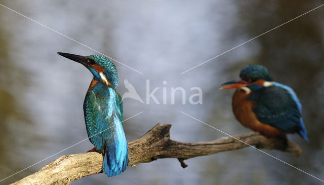 IJsvogel (Alcedo atthis)