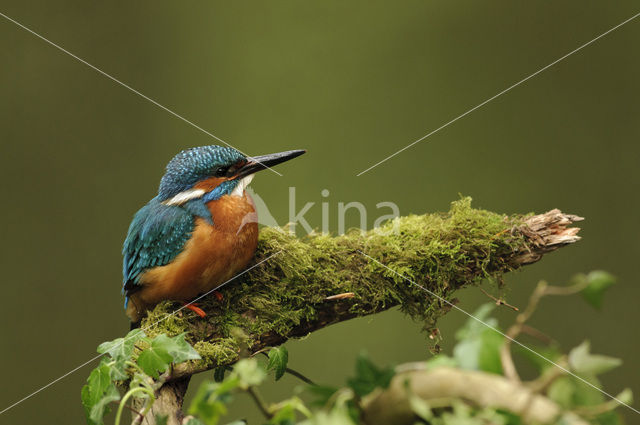 IJsvogel (Alcedo atthis)