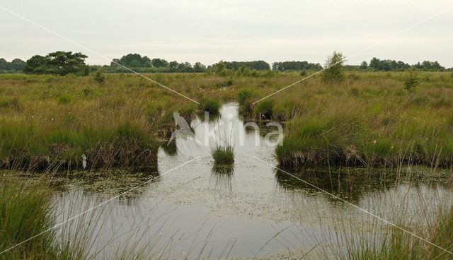 Internationaal Natuurpark Bourtanger Moor-Bargerveen