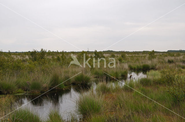 Internationaal Natuurpark Bourtanger Moor-Bargerveen