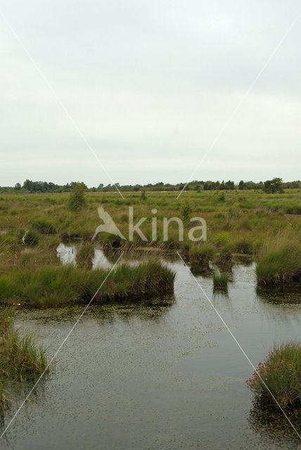 Internationaal Natuurpark Bourtanger Moor-Bargerveen