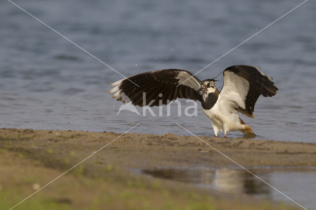 Kievit (Vanellus vanellus)