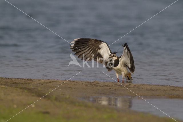 Kievit (Vanellus vanellus)