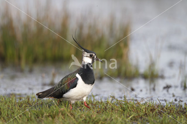 Kievit (Vanellus vanellus)