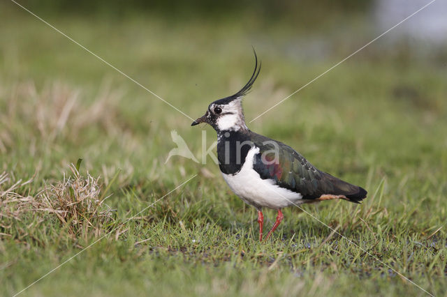 Kievit (Vanellus vanellus)