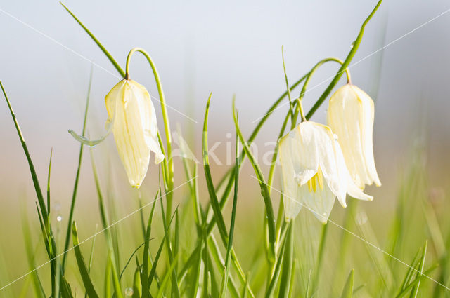 Kievitsbloem (Fritillaria spec)