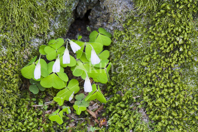 Klaverzuring (Oxalis spec.)