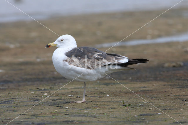 Kleine Mantelmeeuw (Larus fuscus)