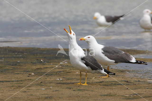 Kleine Mantelmeeuw (Larus fuscus)