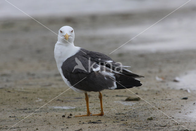 Kleine Mantelmeeuw (Larus fuscus)