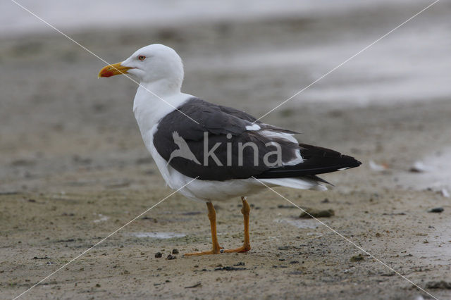 Kleine Mantelmeeuw (Larus fuscus)