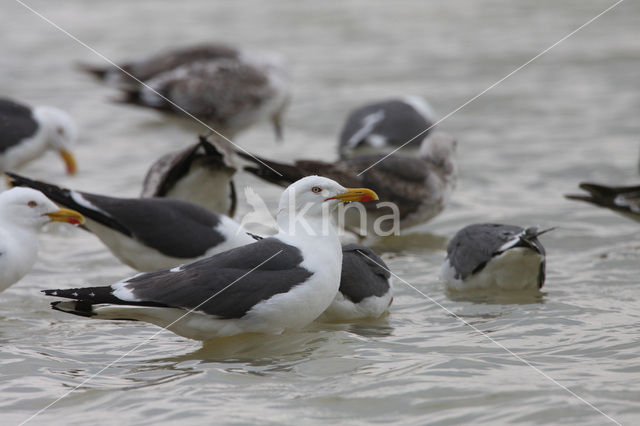 Kleine Mantelmeeuw (Larus fuscus)