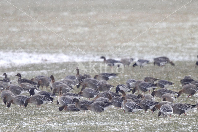 Kleine Rietgans (Anser brachyrhynchus)