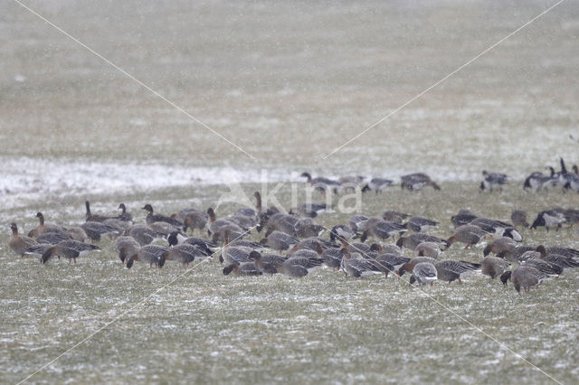 Kleine Rietgans (Anser brachyrhynchus)