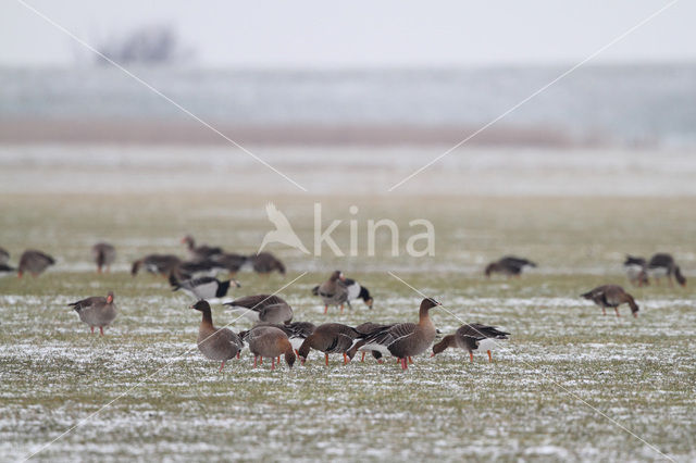 Kleine Rietgans (Anser brachyrhynchus)