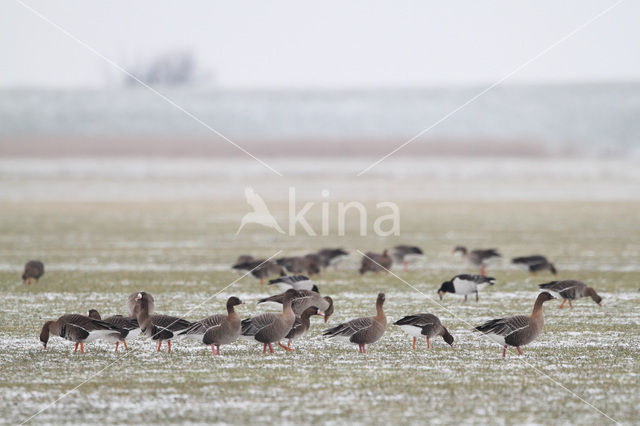 Kleine Rietgans (Anser brachyrhynchus)