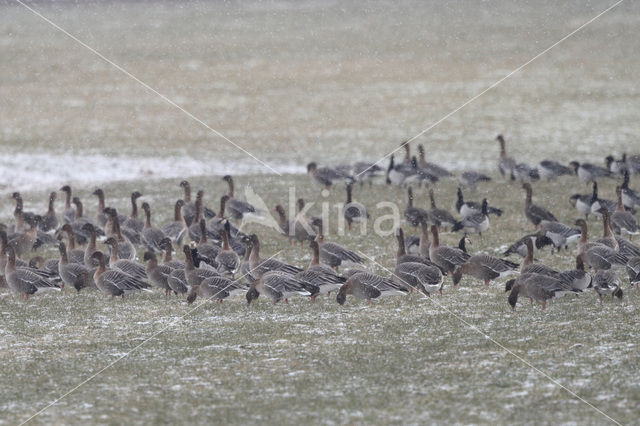 Kleine Rietgans (Anser brachyrhynchus)