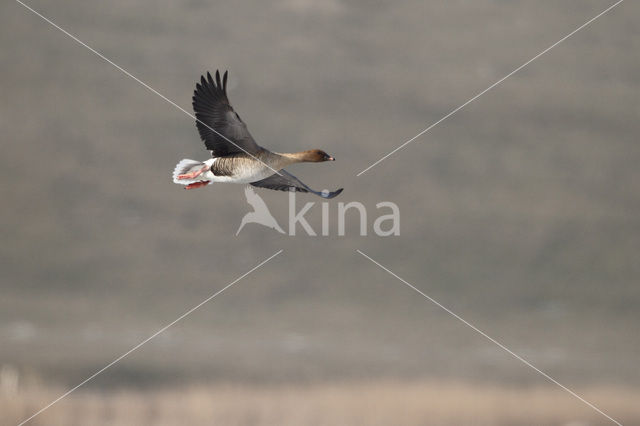 Kleine Rietgans (Anser brachyrhynchus)