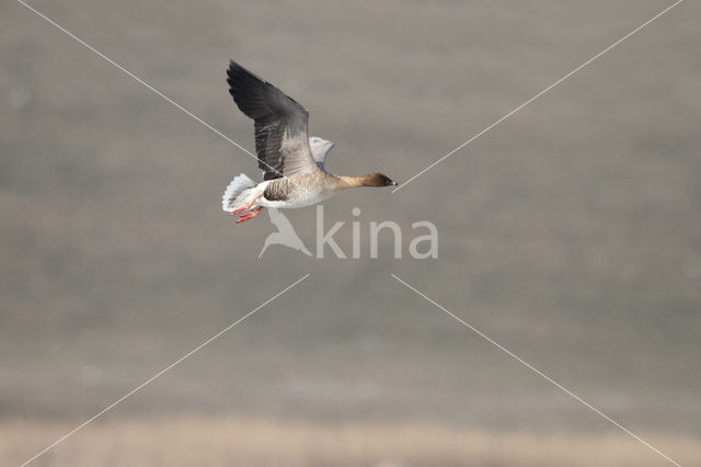 Kleine Rietgans (Anser brachyrhynchus)