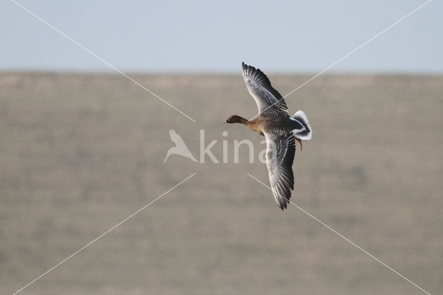 Kleine Rietgans (Anser brachyrhynchus)