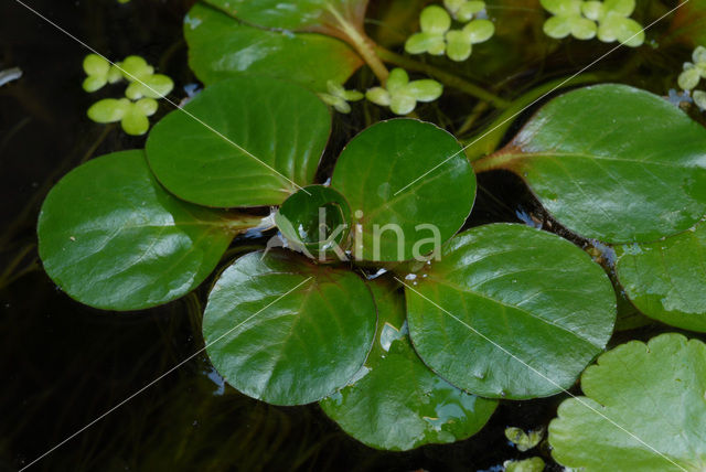 Kleine Waterteunisbloem (Ludwigia peploides)