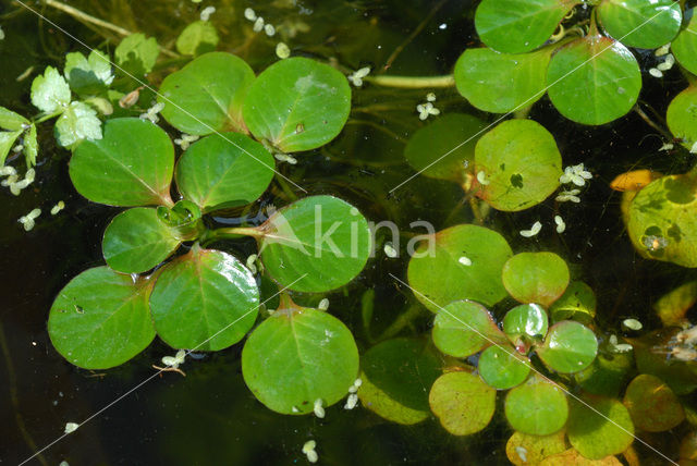 floating primrose (Ludwigia peploides)