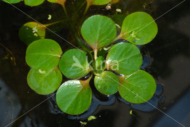 Kleine Waterteunisbloem (Ludwigia peploides)