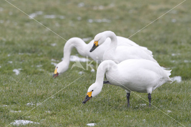 Kleine zwaan (Cygnus bewickii)