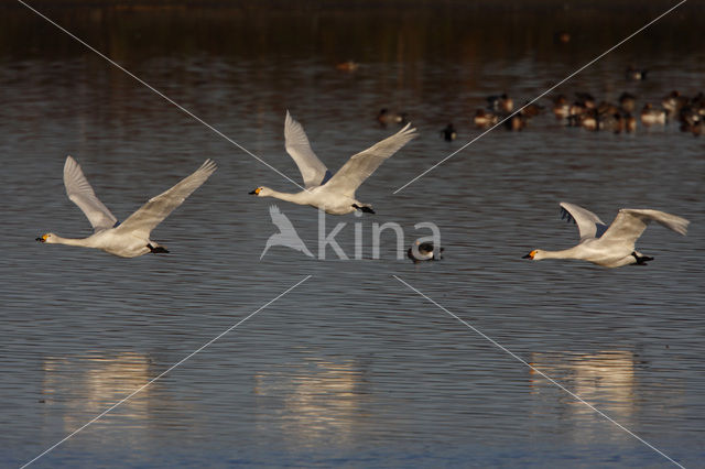 Kleine zwaan (Cygnus bewickii)