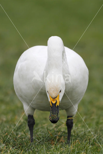 Kleine zwaan (Cygnus bewickii)