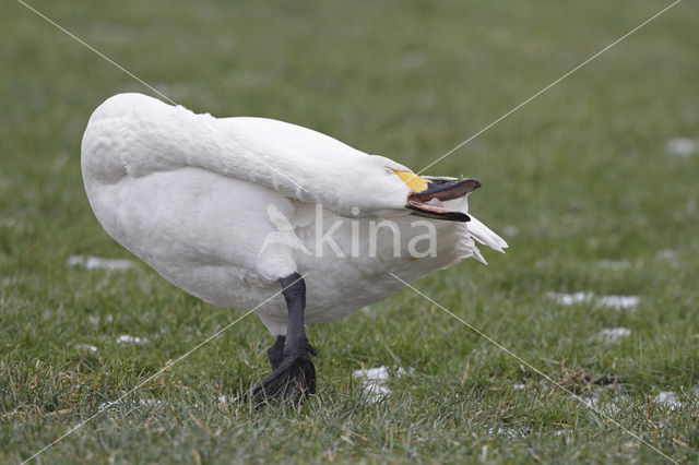 Kleine zwaan (Cygnus bewickii)