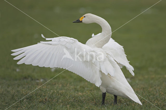 Kleine zwaan (Cygnus bewickii)