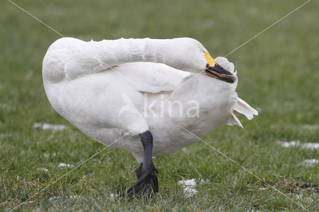 Kleine zwaan (Cygnus bewickii)