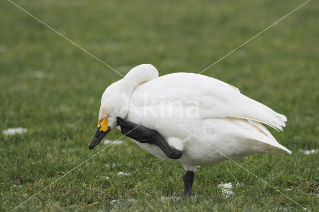 Kleine zwaan (Cygnus bewickii)