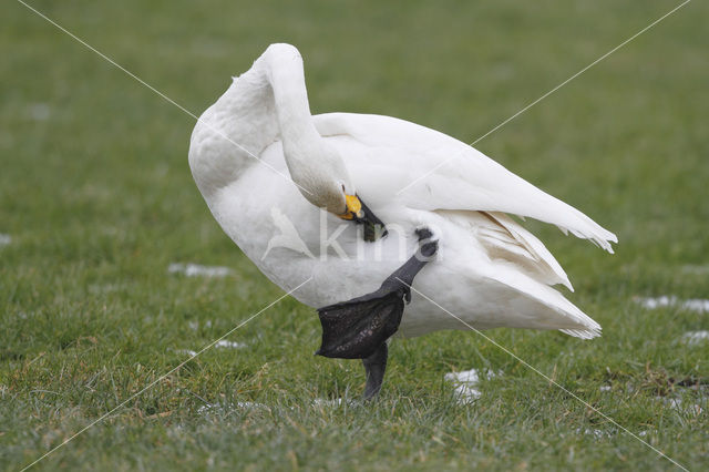 Kleine zwaan (Cygnus bewickii)